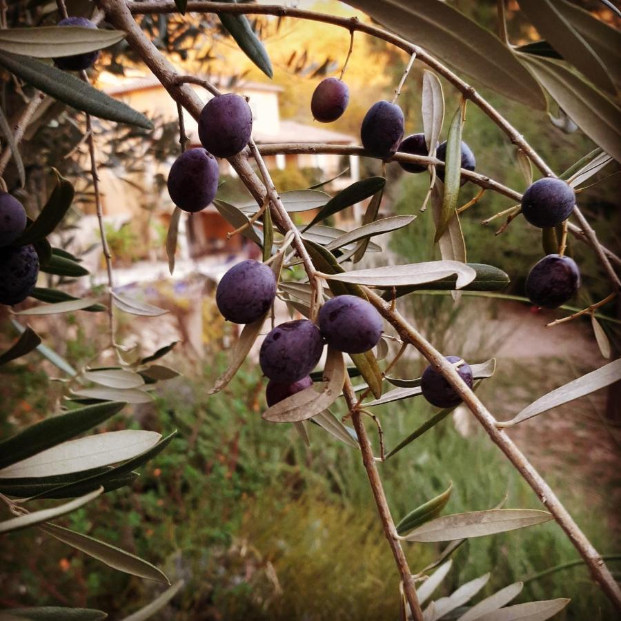 La Villa Jasmin Montauroux Εξωτερικό φωτογραφία